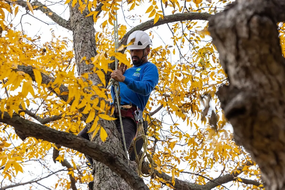 Skilled Tree Transplanting crew working in Ivanhoe